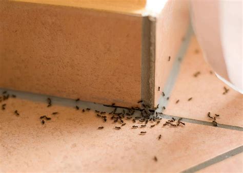 老鼠死在門口 家裡很多螞蟻